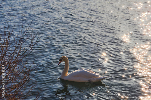 swan on the lakein the morning light