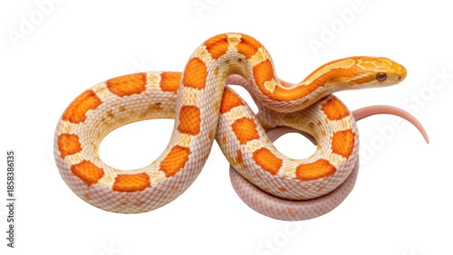 Photography Isolated Albino Corn Snake curled, a popular pet and attractive reptile in studi