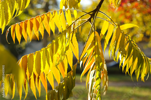Colorful yellow autumn leaves of Deer-horned sumac in the sun. Yellow Sumac Leaves in a Park. Rhus typhina. leaves on the tree branch are yellow, orange and green. Autumn gradient