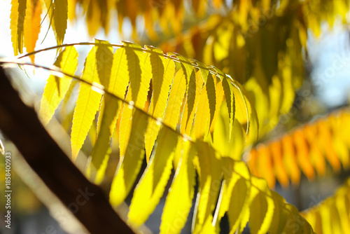 Close up of colorful yellow autumn leaves of Deer-horned sumac in the sun. Yellow Sumac Leaves in a Park. Rhus typhina. leaves on the tree branch are yellow, orange and green. Autumn gradient