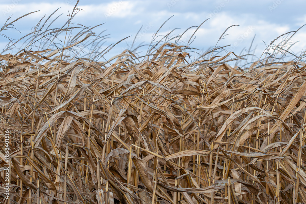 Fototapeta premium A close-up view of a vast field of withered, golden-brown corn stalks in autumn, set against a backdrop of dramatic blue and white clouds