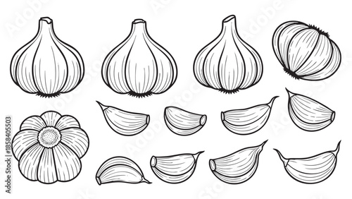 Garlic Bulbs and Cloves Illustration for Cooking and Food Uses