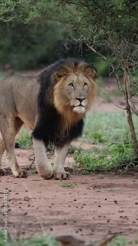 Vertical video, A black manned lion on the move.