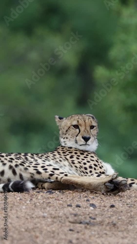  Vertical video, A collared female cheetah resting on the dam wall.