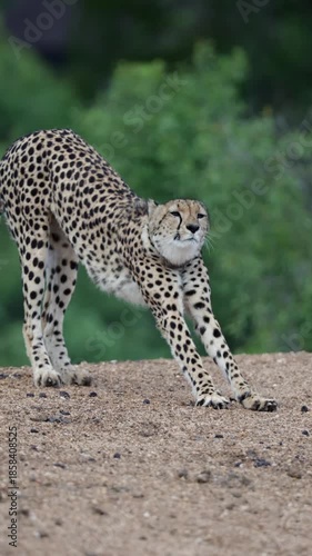  Vertical video, A collared female cheetah stretching