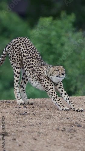 Vertical video, A collared female cheetah stretching