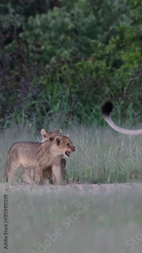  Vertical video, small lion cubs crying for attention