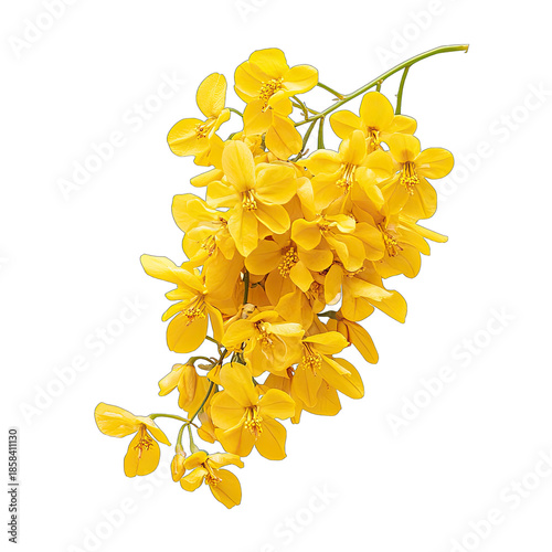 Bunch of golden shower flowers isolated on transparency background