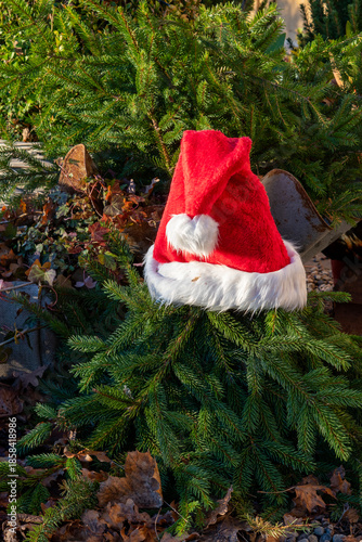 Santa hat on a branch of pine outdoors.