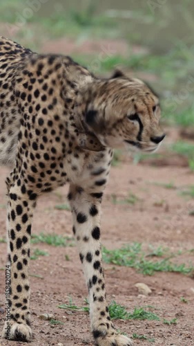 Vertical video, a collared female cheetah shaking her head.