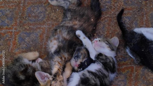 Cute Kittens Sleeping and Playing Together. Adorable Kittens Bonding Through Play and Rest. Playful and Sleeping Baby Cats.