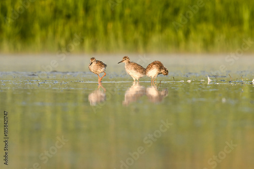 The common redshank or simply redshank (Tringa totanus) on a lakeshore - white-gray wader, bird with red beak