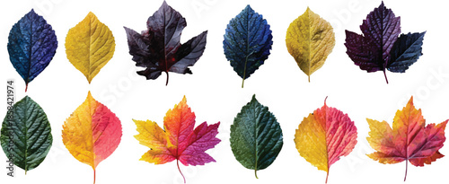 set of colorful autumn leaves