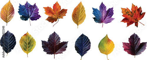 collection of autumn leaves