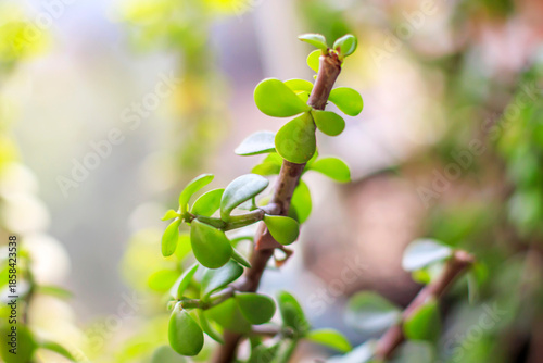 close-up succuelnt plant green leaves on a branch