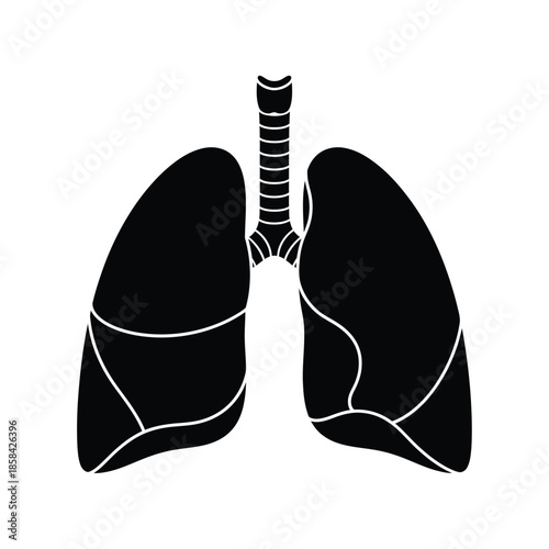 a simplified black and white illustration depicting the human respiratory system showing lungs and trachea a vital organ for breathing
