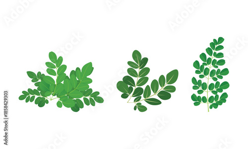 Moringa Leaves Vector Set Superfood Herb Illustrations for Health, Wellness & Nature Designs