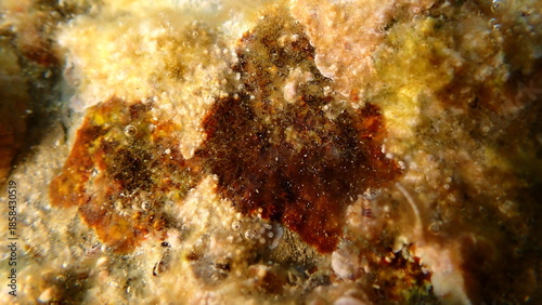 Red algae Peyssonnelia sp. undersea, Ligurian Sea, Italy, Imperia