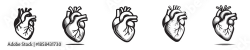 A picture of heart in sillhouette for health educational needs