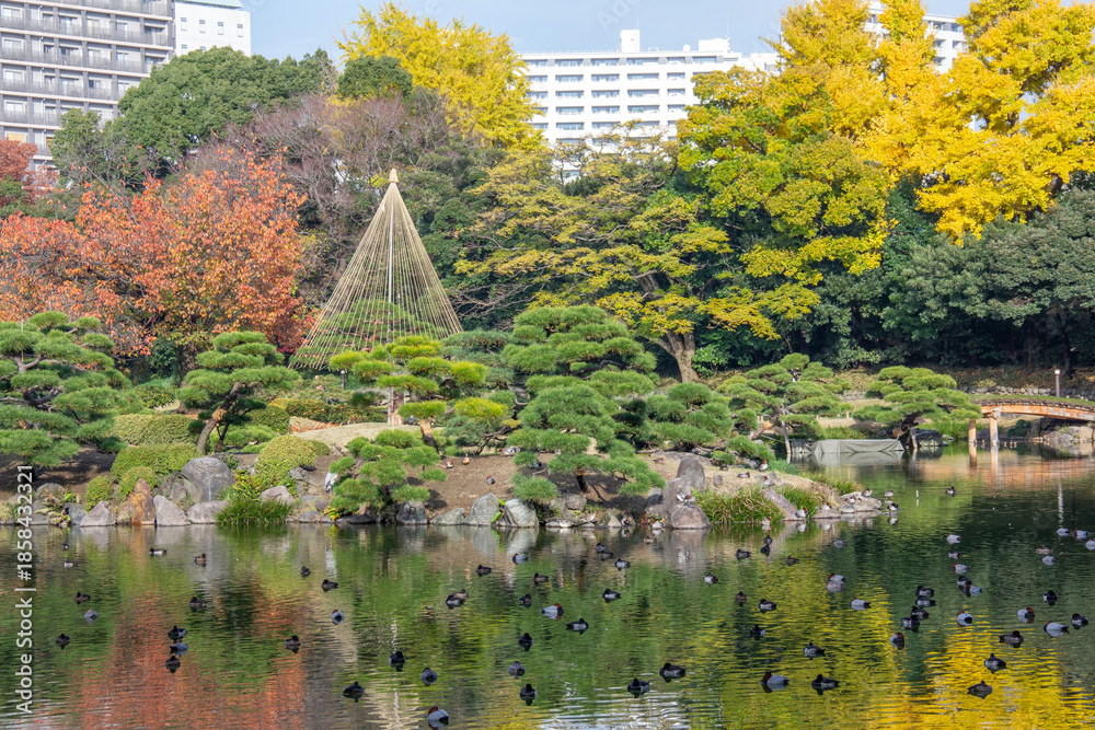 Obraz premium 清澄庭園の池に映る紅葉と雪吊り 都会に残る日本庭園の秋景色