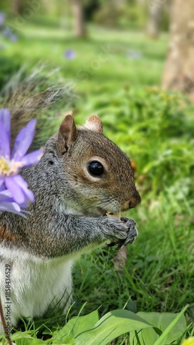 squirrel eating nut
