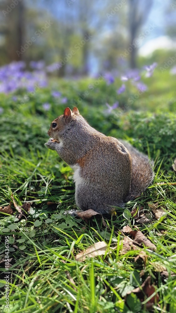 Obraz premium squirrel in the forest