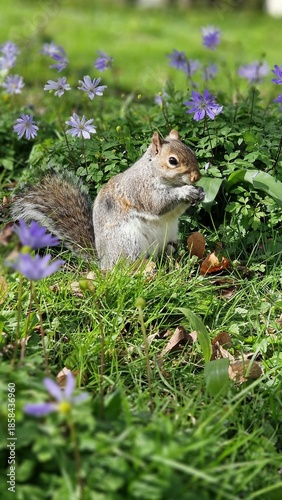 squirrel in the spring forest
