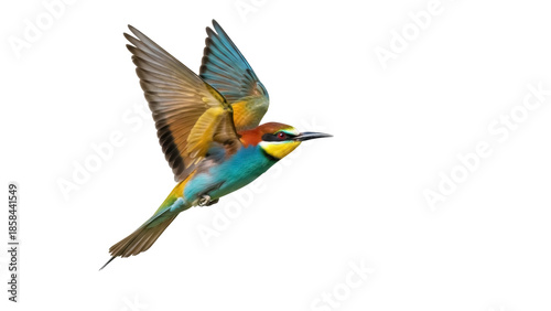 Фотография Isolated bird in flight, European bee-eater with colorful feathers and outstretc