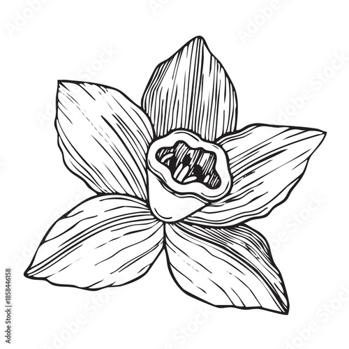 Hand-drawn blooming vanilla flower graphic botanical detailed sketch on white background