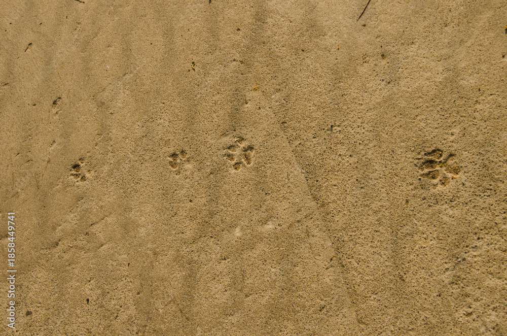 Fototapeta premium Canine footprints on dry cement. Cat Tien National Park. Vietnam.