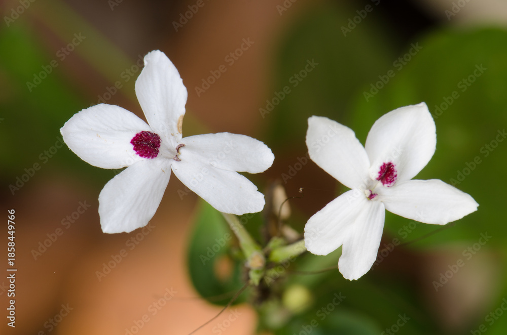 Obraz premium Flowers of Pseuderanthemum sp. Cat Tien National Park. Vietnam.
