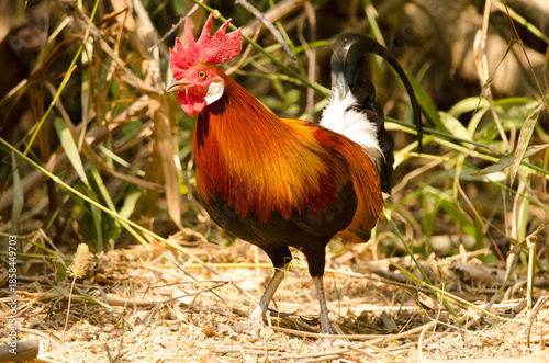 Male red junglefowl Gallus gallus gallus. Cat Tien National Park. Vietnam.