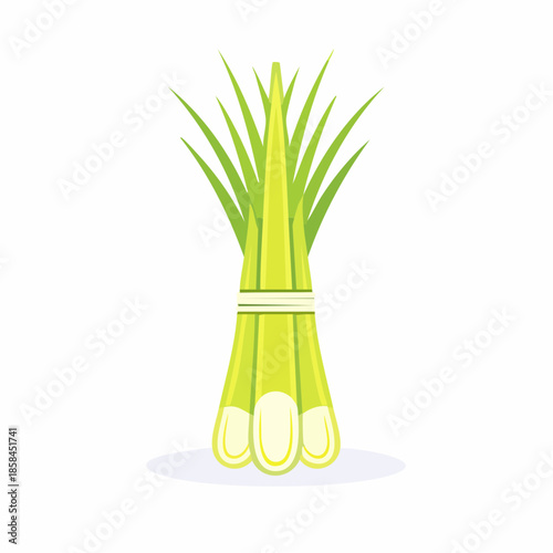 Isolated vector illustration of a tied bunch of fresh green lemongrass stalk