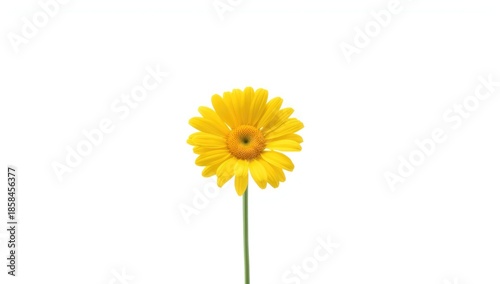 Wallpaper Mural Single yellow daisy flower on white background, suitable for nature-themed graphic layouts, spring season Torontodigital.ca