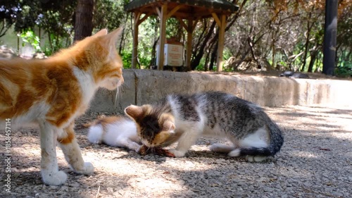 Stray Kittens Eating Food on the Street. Baby Cats Eating Outdoors on Pavement. Adorable Stray Kittens Having a Meal. Hungry Street Kittens Feeding Together.