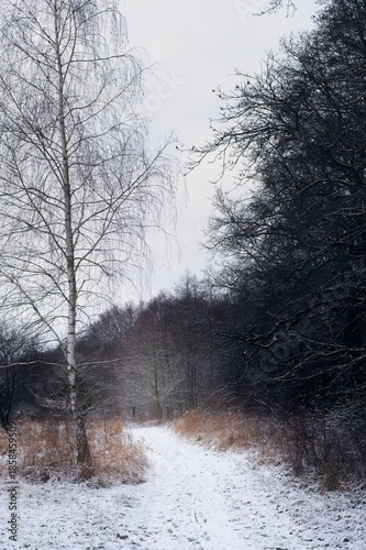 Wallpaper Mural light layer of snow covers the ground and a trail between dense trees under a gray sky. Torontodigital.ca