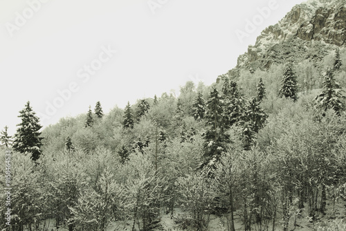Frosty forest in the Alps.