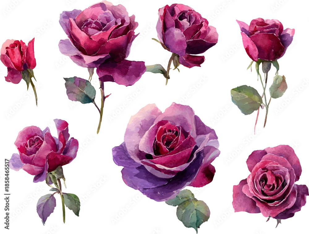 Fototapeta premium pink roses on white background