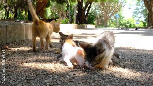 Stray Kittens Eating Food on the Street. Baby Cats Eating Outdoors on Pavement. Adorable Stray Kittens Having a Meal. Hungry Street Kittens Feeding Together.