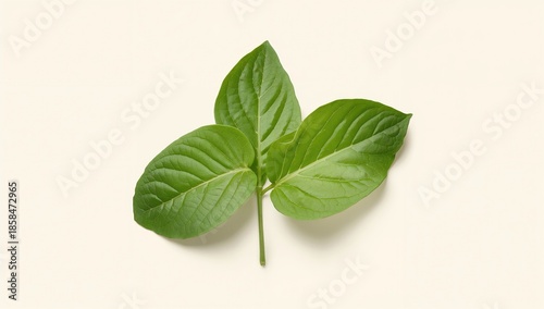 Fresh plantain leaves isolated on white background, ideal for herbal product backgrounds, World Herbal Medicine Day