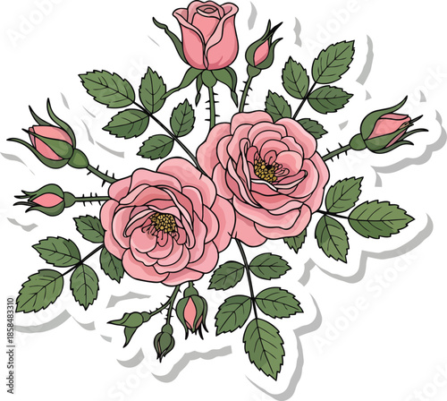 Pink Roses and Buds Illustration Sticker.