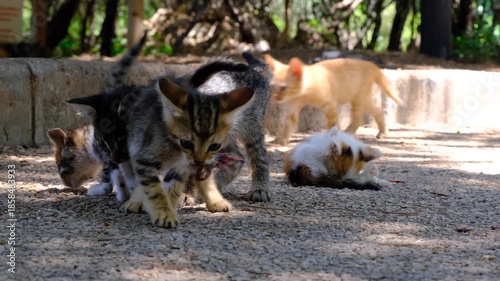 Stray Kittens Eating Food on the Street. Baby Cats Eating Outdoors on Pavement. Adorable Stray Kittens Having a Meal. Hungry Street Kittens Feeding Together.