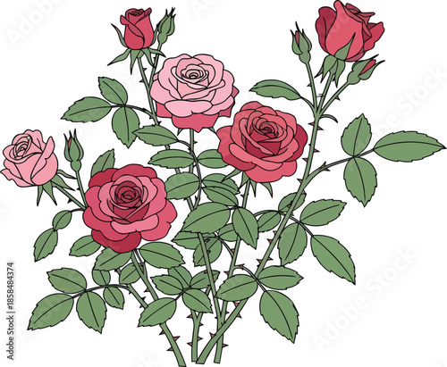 Beautiful Pink and Red Roses Illustration.