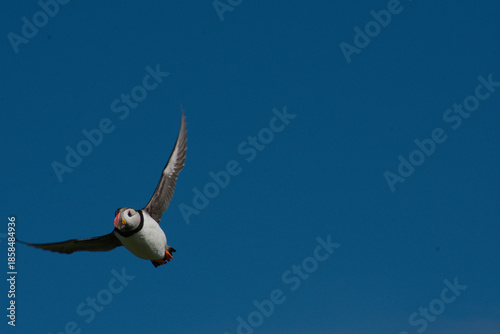 puffin in flight against a clear blue sky