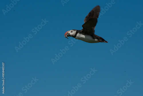 puffin in flight against blue sky background