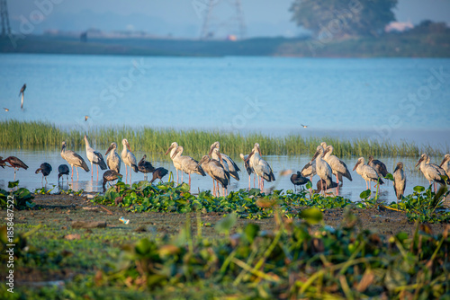 Photography A large flock of Asian openbill storks (Anastomus oscitans)  rests along the lakeshore at Deepor Beel Wildlife Sanctuary, Assam, India, forming a striking wetland gathering