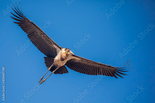 Photos A greater adjutant stork (Leptoptilos dubius) soars across a clear blue sky, its broad wings spread wide in a powerful and graceful flight
