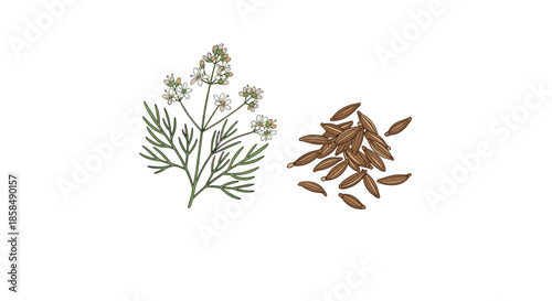 Detailed botanical illustration of a cumin plant with white flowers and a pile of dried cumin seeds.