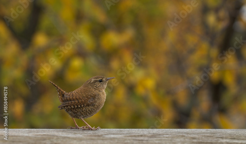 Kleiner Zaunkönig auf Holz mit unscharfem Herbsthintergrund