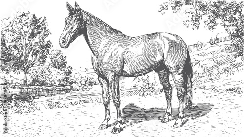 Horse silhouette outdoors. Realistic and detailed vector illustration of an equine in a classic landscape set.